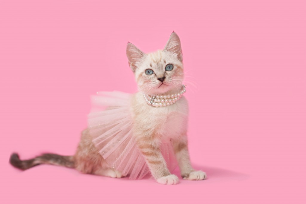 pink ballet cat クラレス Classy Lessons Balle&Fitness